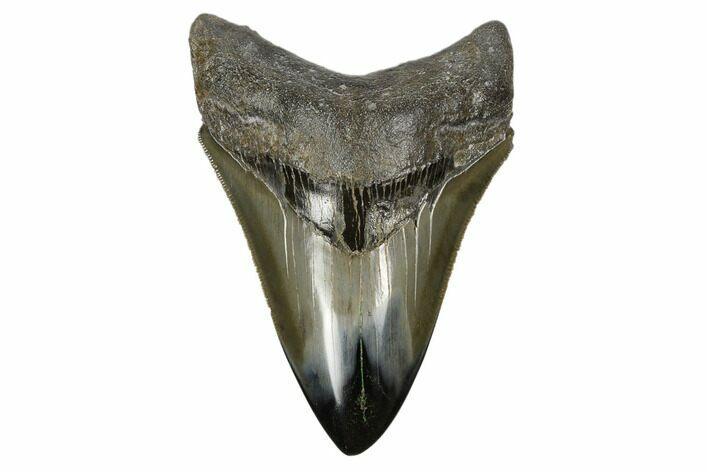 Serrated, Fossil Megalodon Tooth - Polished Tip #173902